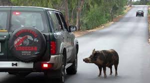 Sinistro stradale causato da animale selvatico...chi risarcisce il danno?
