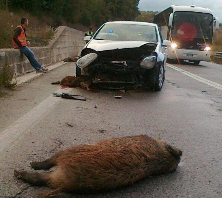 La Cassazione definisce le responsabilità per gli incidenti causati da animali selvatici
